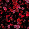 Blood-Red-Carnation-Flower-Buds-fall-down-motion-background-xxonti-1920_008 VJ Loops Farm