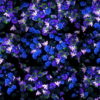 Blue-Flowers-Slowly-Flying-Over-Screen-Looped-Motion-Background-luoz7l-1920 VJ Loops Farm