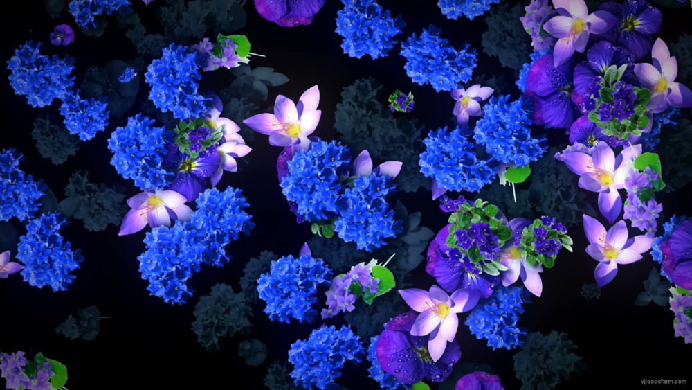 Blue-Flowers-Slowly-Flying-Over-Screen-Looped-Motion-Background-luoz7l-1920_005 VJ Loops Farm