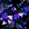 Blue-Flowers-Slowly-Flying-Over-Screen-Looped-Motion-Background-luoz7l-1920_008 VJ Loops Farm