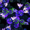 Blue-Flowers-Slowly-Flying-Over-Screen-Looped-Motion-Background-luoz7l-1920_009 VJ Loops Farm