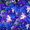 Blue-Purple-Violets-Counter-Move-Flows-Looped-Motion-Background-xg1knr-1920_002 VJ Loops Farm