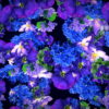 Blue-Purple-Violets-Counter-Move-Flows-Looped-Motion-Background-xg1knr-1920_006 VJ Loops Farm