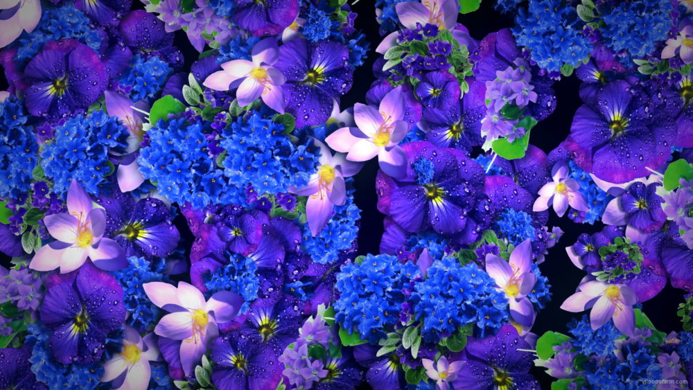 Blue-Purple-Violets-Counter-Move-Flows-Looped-Motion-Background-xg1knr-1920_009 VJ Loops Farm
