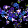 vj video background Blue-and-Purple-Violets-Flowers-move-up-right-flow-looped-concert-decorations-cmukvt-1920_003