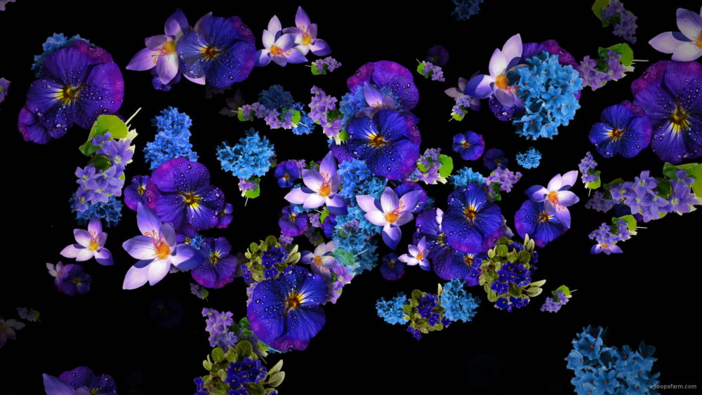Blue-and-Purple-Violets-Flowers-move-up-right-flow-looped-concert-decorations-cmukvt-1920_004 VJ Loops Farm