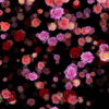 Colorful-Rose-Buds-Falling-down-slowly-motion-backgrounds-qbdwhr-1920_006 VJ Loops Farm