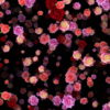 Colorful-Rose-Buds-Falling-down-slowly-motion-backgrounds-qbdwhr-1920_008 VJ Loops Farm