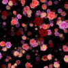 Colorful-Rose-Buds-Falling-down-slowly-motion-backgrounds-qbdwhr-1920_009 VJ Loops Farm