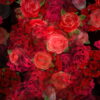 Colorful-Roses-Bouquets-Flowing-Up-Looped-Motion-Background-mt4u9m-1920_001 VJ Loops Farm