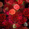 Colorful-Roses-Bouquets-Flowing-Up-Looped-Motion-Background-mt4u9m-1920_002 VJ Loops Farm