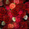 vj video background Colorful-Roses-Bouquets-Flowing-Up-Looped-Motion-Background-mt4u9m-1920_003
