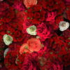 Colorful-Roses-Bouquets-Flowing-Up-Looped-Motion-Background-mt4u9m-1920_004 VJ Loops Farm