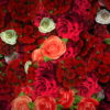 Colorful-Roses-Bouquets-Flowing-Up-Looped-Motion-Background-mt4u9m-1920_005 VJ Loops Farm