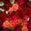 Colorful-Roses-Bouquets-Flowing-Up-Looped-Motion-Background-mt4u9m-1920_006 VJ Loops Farm