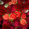 Colorful-Roses-Bouquets-Flowing-Up-Looped-Motion-Background-mt4u9m-1920_007 VJ Loops Farm