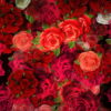 Colorful-Roses-Bouquets-Flowing-Up-Looped-Motion-Background-mt4u9m-1920_008 VJ Loops Farm