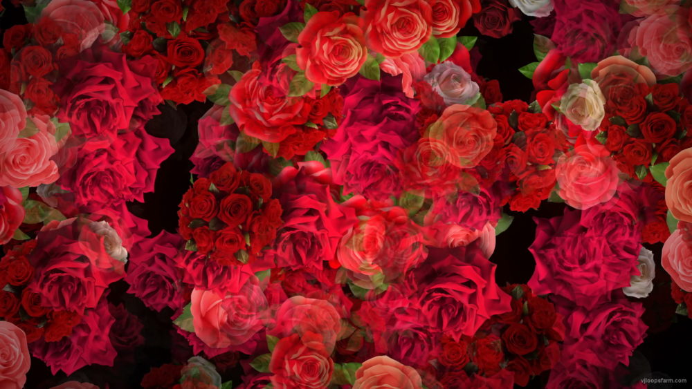 Colorful-Roses-Bouquets-Flowing-Up-Looped-Motion-Background-mt4u9m-1920_009 VJ Loops Farm