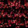 Different-Red-Rose-Flowers-Falling-Down-Motion-Background-czmiyf-1920 VJ Loops Farm
