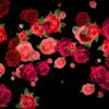 Different-Red-Rose-Flowers-Falling-Down-Motion-Background-czmiyf-1920_001 VJ Loops Farm