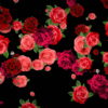Different-Red-Rose-Flowers-Falling-Down-Motion-Background-czmiyf-1920_002 VJ Loops Farm