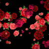 vj video background Different-Red-Rose-Flowers-Falling-Down-Motion-Background-czmiyf-1920_003