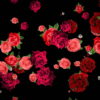 Different-Red-Rose-Flowers-Falling-Down-Motion-Background-czmiyf-1920_004 VJ Loops Farm