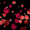 Different-Red-Rose-Flowers-Falling-Down-Motion-Background-czmiyf-1920_005 VJ Loops Farm