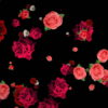 Different-Red-Rose-Flowers-Falling-Down-Motion-Background-czmiyf-1920_006 VJ Loops Farm