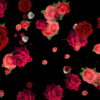Different-Red-Rose-Flowers-Falling-Down-Motion-Background-czmiyf-1920_007 VJ Loops Farm
