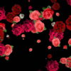 Different-Red-Rose-Flowers-Falling-Down-Motion-Background-czmiyf-1920_008 VJ Loops Farm