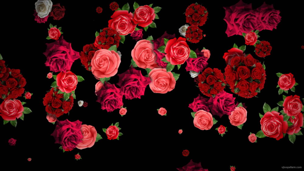 Different-Red-Rose-Flowers-Falling-Down-Motion-Background-czmiyf-1920_009 VJ Loops Farm