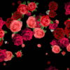 Different-Red-Rose-Flowers-Falling-Down-Motion-Background-czmiyf-1920_009 VJ Loops Farm