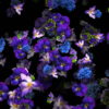 vj video background Falling-Slowly-Violets-Flowers-Motion-Background-cm0obb-1920_003