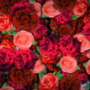 Festive-Looped-Decoration-of-Roses-Flowers-Counter-Move-Flows-kpyxk1-1920_001 VJ Loops Farm