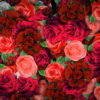 Festive-Looped-Decoration-of-Roses-Flowers-Counter-Move-Flows-kpyxk1-1920_002 VJ Loops Farm