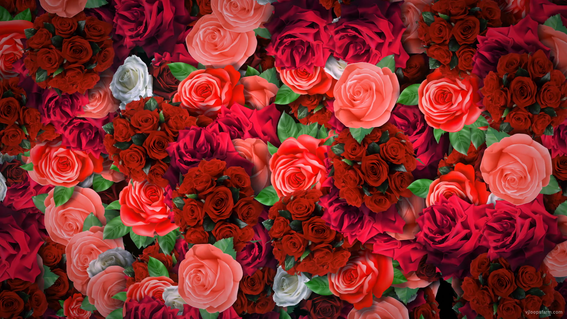 Festive Looped Decoration of Roses Flowers Counter-Move Flows