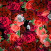 Festive-Looped-Decoration-of-Roses-Flowers-Counter-Move-Flows-kpyxk1-1920_005 VJ Loops Farm