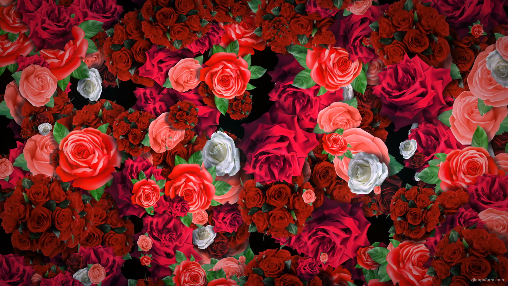 Festive Looped Decoration of Roses Flowers Counter-Move Flows