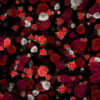 Many-Red-and-White-Roses-Flowers-Falling-Down-Looped-Motion-Background-7wwo6b-1920_001 VJ Loops Farm