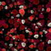 vj video background Many-Red-and-White-Roses-Flowers-Falling-Down-Looped-Motion-Background-7wwo6b-1920_003