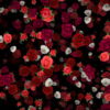 Many-Red-and-White-Roses-Flowers-Falling-Down-Looped-Motion-Background-7wwo6b-1920_004 VJ Loops Farm