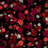 Many-Red-and-White-Roses-Flowers-Falling-Down-Looped-Motion-Background-7wwo6b-1920_005 VJ Loops Farm