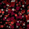 Many-Red-and-White-Roses-Flowers-Falling-Down-Looped-Motion-Background-7wwo6b-1920_006 VJ Loops Farm