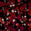 Many-Red-and-White-Roses-Flowers-Falling-Down-Looped-Motion-Background-7wwo6b-1920_007 VJ Loops Farm