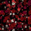 Many-Red-and-White-Roses-Flowers-Falling-Down-Looped-Motion-Background-7wwo6b-1920_008 VJ Loops Farm