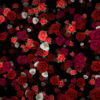 Many-Red-and-White-Roses-Flowers-Falling-Down-Looped-Motion-Background-7wwo6b-1920_009 VJ Loops Farm