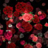 Mulicolored-Roses-Bouquets-Falling-Down-Looped-Motion-Background-pzli5k-1920_001 VJ Loops Farm