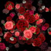 Mulicolored-Roses-Bouquets-Falling-Down-Looped-Motion-Background-pzli5k-1920_002 VJ Loops Farm