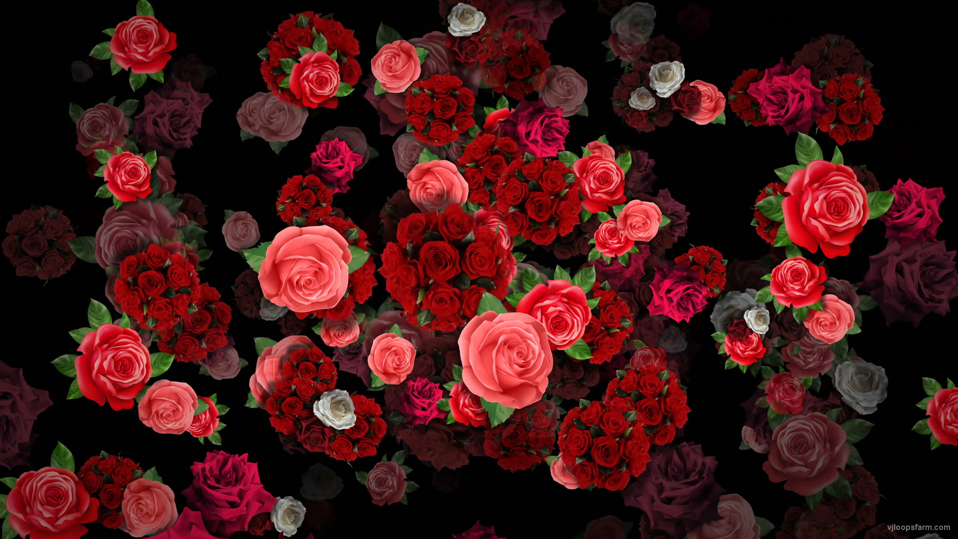 Mulicolored Roses Bouquets Falling Down Looped Motion Background | VJ ...